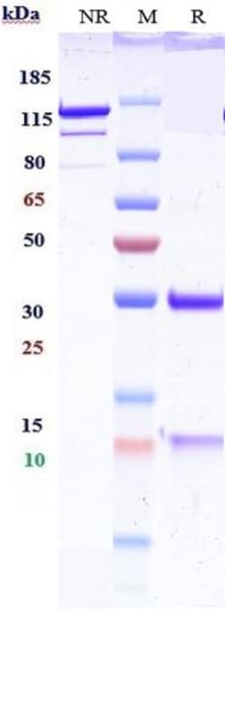 Invitrogen IGF2 Biosimilar Recombinant Monoclonal Antibody 100 &mu;g; Unconjugated:Antibodies,