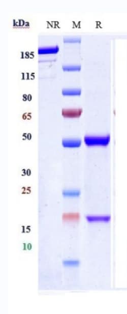 Invitrogen IL-10 Biosimilar Recombinant Monoclonal Antibody:Antibodies:Primary