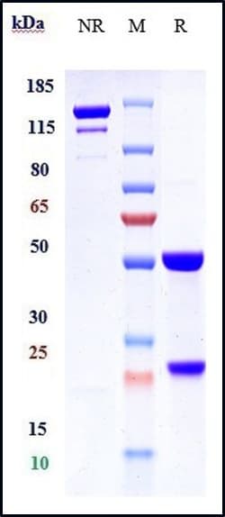 Invitrogen Briakinumab Recombinant Monoclonal Antibody:Antibodies:Primary