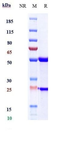 Invitrogen Abrezekimab Recombinant Monoclonal Antibody:Antibodies:Primary