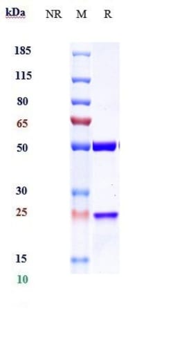 Invitrogen Cendakimab Recombinant Monoclonal Antibody 100 &mu;g:Antibodies,