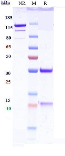 Invitrogen IL-13 Biosimilar Recombinant Monoclonal Antibody:Antibodies:Primary
