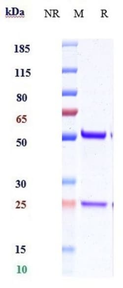 Invitrogen IL-18 Biosimilar Recombinant Monoclonal Antibody 1 mg; Unconjugated:Antibodies,