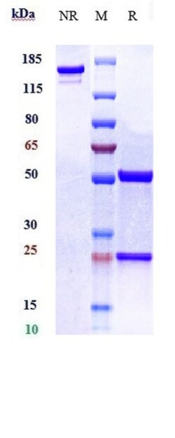 Invitrogen Bermekimab Recombinant Monoclonal Antibody 1 mg; Unconjugated:Antibodies,