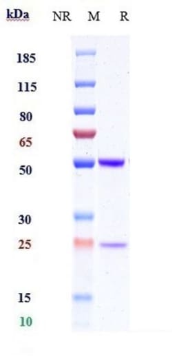 Invitrogen IL-1 beta Biosimilar Recombinant Monoclonal Antibody:Antibodies:Primary