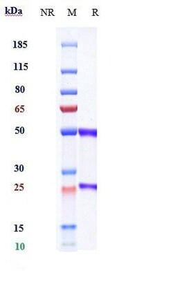 Invitrogen IL-20 Biosimilar Recombinant Monoclonal Antibody:Antibodies:Primary