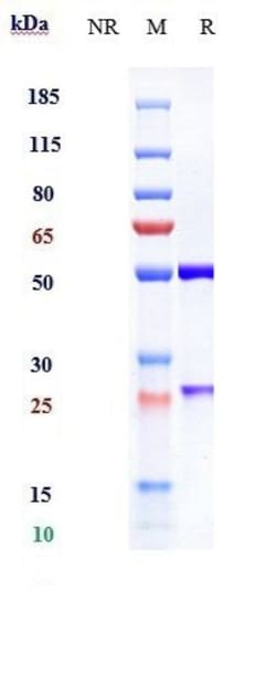Invitrogen Brazikumab Recombinant Monoclonal Antibody 1 mg; Unconjugated:Antibodies,
