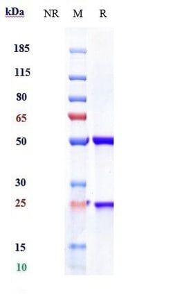 Invitrogen Risankizumab Recombinant Monoclonal Antibody:Antikörper:Primärantikörper