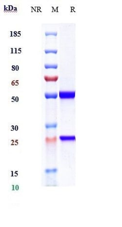 Invitrogen Ocrelizumab Recombinant Monoclonal Antibody:Anticorps:Anticorps