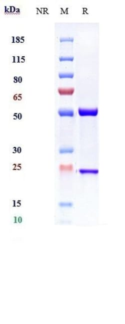 Invitrogen Itepekimab Recombinant Monoclonal Antibody:Antibodies:Primary