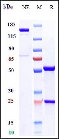 Invitrogen Oxidized LDL Biosimilar Recombinant Monoclonal Antibody:Antibodies:Primary