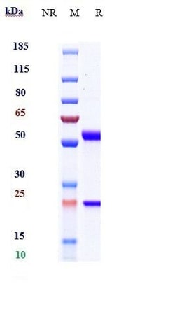 Invitrogen IL-6 Biosimilar Recombinant Monoclonal Antibody:Antibodies:Primary