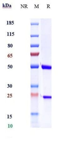 Invitrogen IL-6 Biosimilar Recombinant Monoclonal Antibody 100 &mu;g; Unconjugated:Antibodies,