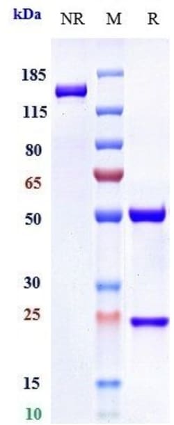 Invitrogen IL-6 Biosimilar Recombinant Monoclonal Antibody:Antibodies:Primary