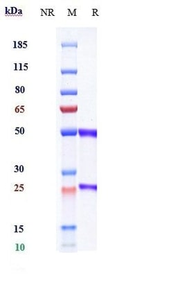 Invitrogen Olinvacimab Recombinant Monoclonal Antibody 100 &mu;g, Unconjugated:Antibodies,