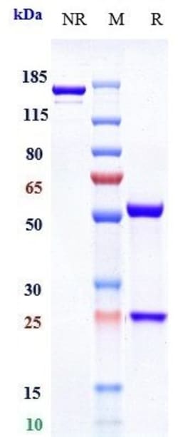 Invitrogen IL-6 Receptor (CD126) Biosimilar Recombinant Monoclonal Antibody