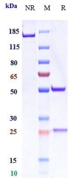 Invitrogen Levilimab Recombinant Monoclonal Antibody:Antibodies:Primary