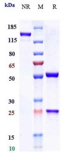 Invitrogen Olokizumab Recombinant Monoclonal Antibody 1 mg; Unconjugated:Antibodies,