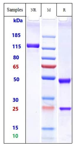 Invitrogen Omalizumab Recombinant Monoclonal Antibody:Antibodies:Primary