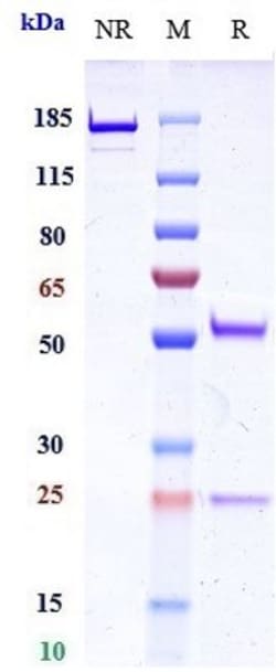 Invitrogen Ongericimab Recombinant Monoclonal Antibody:Antibodies:Primary