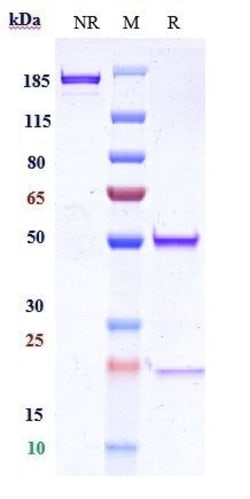 Invitrogen™ ITGA5/ITGB1 Biosimilar Recombinant Monoclonal Antibody
