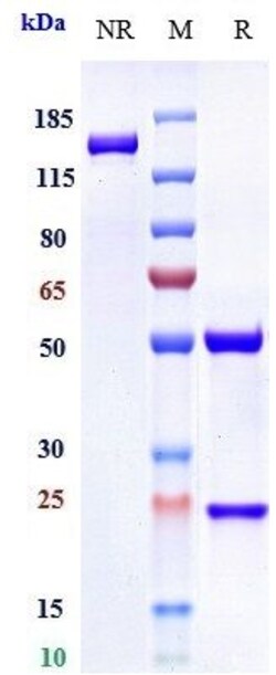 Invitrogen Abituzumab Recombinant Monoclonal Antibody 1 mg; Unconjugated:Antibodies,