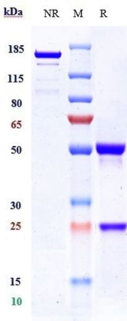 Invitrogen Etaracizumab Recombinant Monoclonal Antibody 100 &mu;g; Unconjugated:Antibodies,