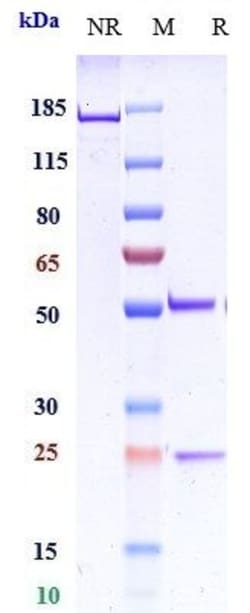 Invitrogen Favezelimab Recombinant Monoclonal Antibody 1 mg; Unconjugated:Antibodies,