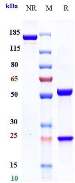 Invitrogen Fianlimab Recombinant Monoclonal Antibody:Antibodies:Primary