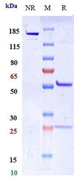 Invitrogen Miptenalimab Recombinant Monoclonal Antibody 100 &mu;g; Unconjugated:Antibodies,