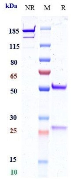 Invitrogen Opucolimab Recombinant Monoclonal Antibody:Antibodies:Primary