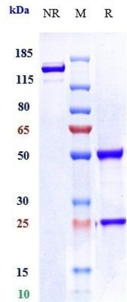 Invitrogen Ladiratuzumab Recombinant Monoclonal Antibody 1 mg; Unconjugated:Anticorps,