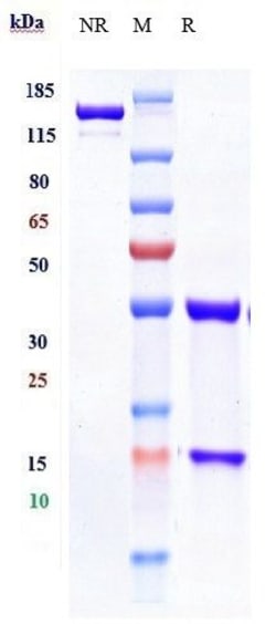 Invitrogen CD27 Biosimilar Recombinant Monoclonal Antibody:Antibodies:Primary