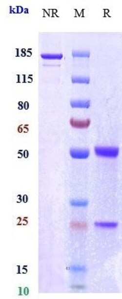 Invitrogen Orilanolimab Recombinant Monoclonal Antibody 1 mg; Unconjugated:Antibodies,