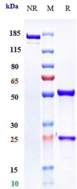 Invitrogen Osocimab Recombinant Monoclonal Antibody:Antibodies:Primary
