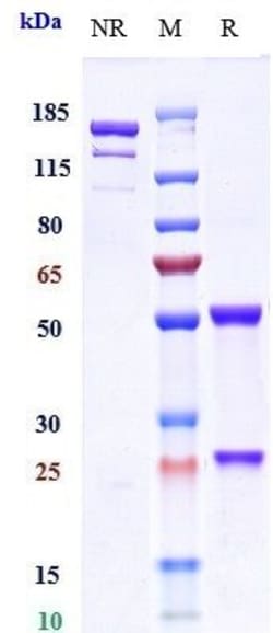 Invitrogen Otelixizumab Recombinant Monoclonal Antibody:Antibodies:Primary