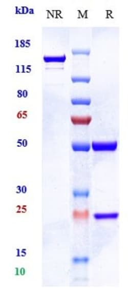 Invitrogen Imaprelimab Recombinant Monoclonal Antibody:Antibodies:Primary