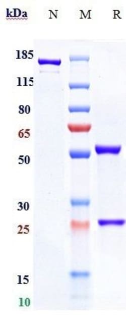 Invitrogen NGF Biosimilar Recombinant Monoclonal Antibody:Antibodies:Primary