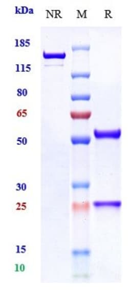 Invitrogen Fasinumab Recombinant Monoclonal Antibody 100 &mu;g:Antibodies,