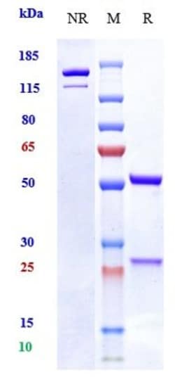 Invitrogen Vixarelimab Recombinant Monoclonal Antibody 1 mg; Unconjugated:Antibodies,
