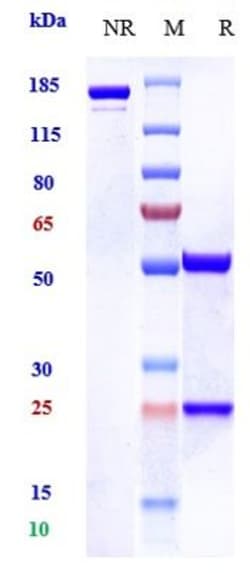 Invitrogen Zelminemab Recombinant Monoclonal Antibody:Antibodies:Primary