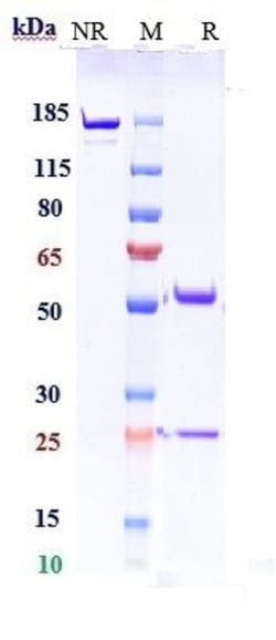 Invitrogen Pozelimab Recombinant Monoclonal Antibody:Antibodies:Primary