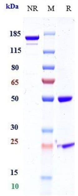 Invitrogen Quavonlimab Recombinant Monoclonal Antibody:Antibodies:Primary