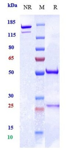 Invitrogen Ralpancizumab Recombinant Monoclonal Antibody 1 mg:Antibodies,