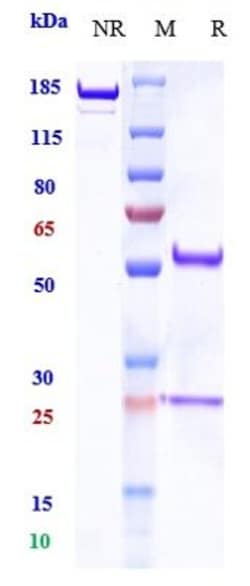 Invitrogen Balstilimab Recombinant Monoclonal Antibody:Antibodies:Primary