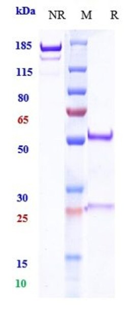 Invitrogen Budigalimab Recombinant Monoclonal Antibody:Antibodies:Primary