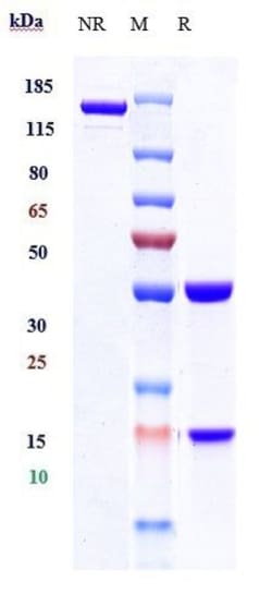 Invitrogen Cetrelimab Recombinant Monoclonal Antibody:Antibodies:Primary