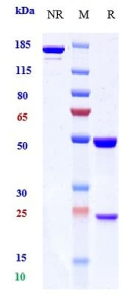Invitrogen Pimivalimab Recombinant Monoclonal Antibody:Antibodies:Primary
