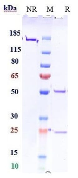 Invitrogen Sasanlimab Recombinant Monoclonal Antibody 100 &mu;g:Antibodies,
