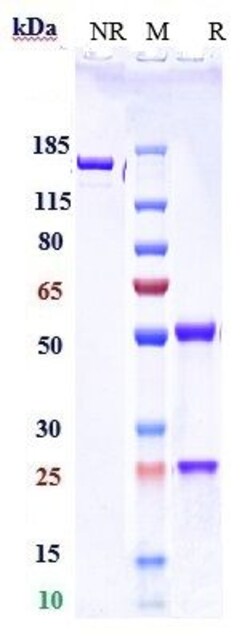 Invitrogen Serplulimab Recombinant Monoclonal Antibody 100 &mu;g; Unconjugated:Antibodies,